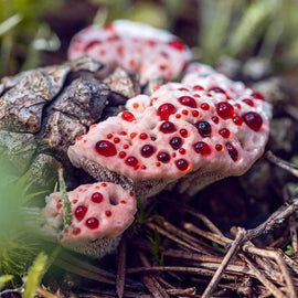 Weird & Creepy Mushrooms with Surprising Health Benefits
